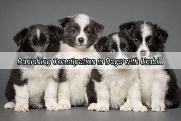 Banishing Constipation in Dogs with Umbilical Hernias A VetApproved Guide to Relief